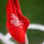 Liverpool keeper Borggräfe extends Bayer Leverkusen loan