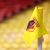 Watford sign teenage defender Bailey